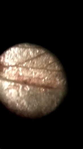 Insect WINGS under a MICROSCOPE! #microscope #insects