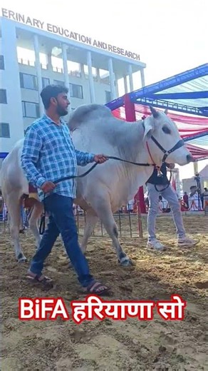 BiFA Desi Haryana So Cow Bel Nandi