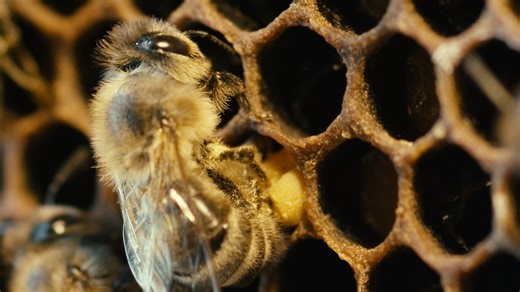 More Than Honey | Netflix