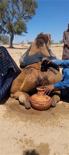 ✨🐪 Camel care among the Bedouin… traditional and safe secrets from the heart of the desert 🌴