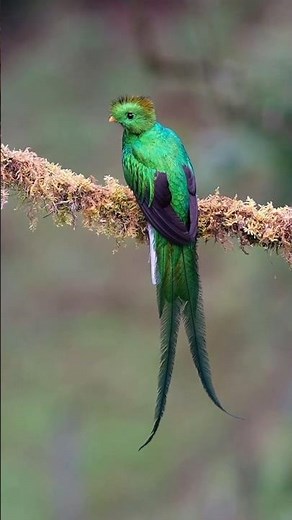 The Jungle's Living Emerald