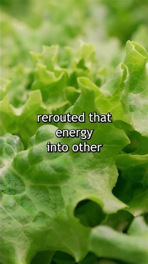 Scientists Turned Red Lettuce Green — and Accidentally Made It Healthier