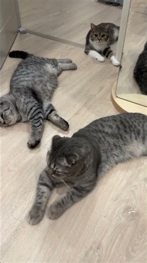 Counting my cats 🔢 🐾 #cat #cats