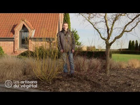 Comment tailler un arbuste ? Exemple du cornouiller