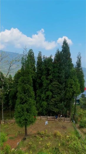 Rongtong Viewpoint #shorts