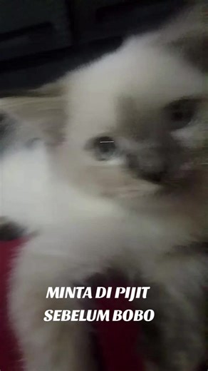 KOKO klo belum dipijit suka ga bisa tiduur katanya.. 😂😂😂 #kucingindonesia #fyp #funny #viral #kucingtiktok