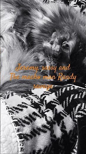 Jeremy , Sassy Sue and Randy Savage . #sassysue #jeremyimai #randysavage #bucky749