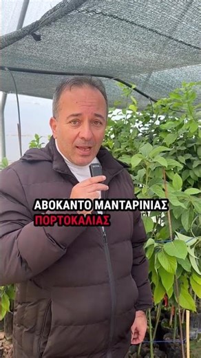 Μόλις βρήκες φυτά εσπεριδοειδών!