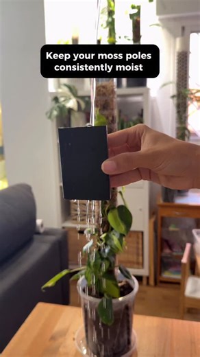 Know the secret to strong aerial roots? A consistently moist moss pole 💧 Our Drippers does the work for you: just fill it, place it on the pole, and let your plant take what it needs. Works like a charm on monsteras, philodendrons, and any climbing aroid 🌿 #plantscraper #plantcare #mosspole #planttips #aroidaddicts | PlantScraper