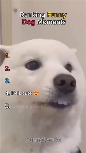 Ranking Funny dogs part 2 😂 #dogs #funny