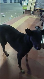 Labrador Husky puppies 😻