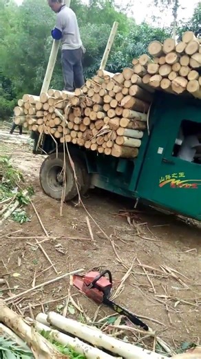 Small Logging Truck Carrying Heavy Timber in Forest