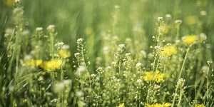 6 ways to relieve and prevent hay fever symptoms at home