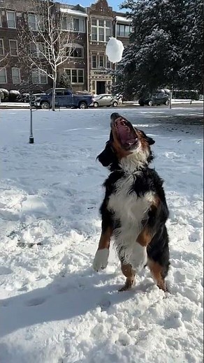 All of the grace and coordination of a berner in one video…...