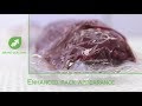 CRYOVAC® brand VS95TS-BC Vacuum Chamber System