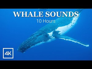 Whale Sounds 10 Hours Deep Underwater for Sleep and Relaxation