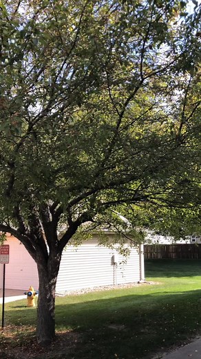 Safe & Professional Tree Trimming #TreeRemoval #SafeTreeCare #CleanCutTreeService #treeremoval #treeservice #stumpgrinding #stump #trimmer #treecutting #climber #climb #climbers #treework #arborist #vermeer #sthil #husqvarna #treelife #tree #stormdamage #treework #logging #chainsaw #trees #forest #2025reels #fallvibes #spring #springvibes #summer #summervibes #summerreels #yardwork #yardcleanup #work #Amazing #Awesome #heavyequipment #rentalproperty #rent | Clean Cut Tree Service | Facebook