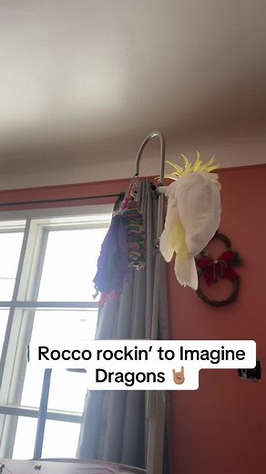 Rocco Cockatoo Rockin’ to Imagine Dragons