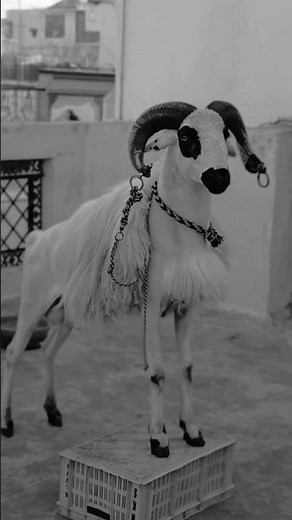 மிஸ்டர் ஒயிட் #trending #art #white #goat #love #school #holiday #vacation #trip #edit #ai #shorts