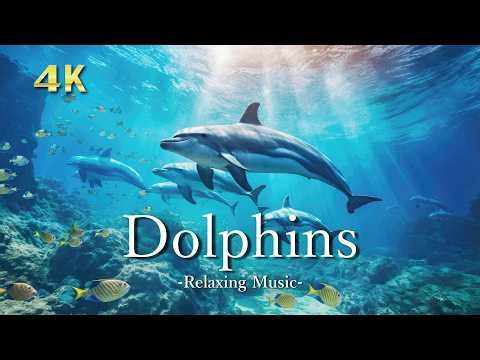 4K イルカの絶景【リラックス音楽】青い海を泳ぐ癒しの映像｜Dolphin Relaxing Scenery