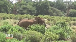 Newly-released research says elephant speech includes individual names. Using the recorded audio, scientists were able to determine which elephant was being addressed about 30% of the time. | Inside Edition