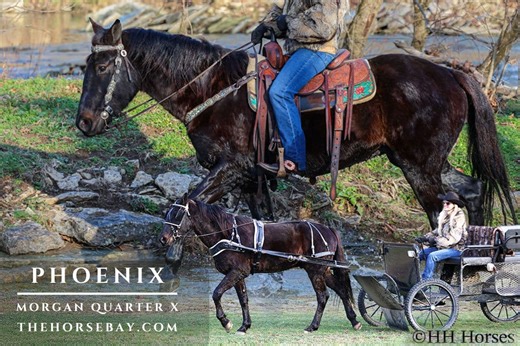 PHOENIX | Thehorsebay.com