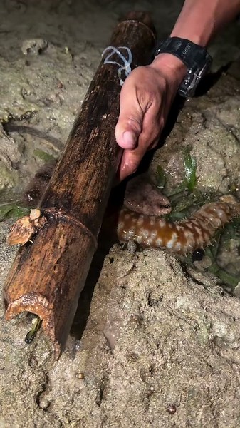 Catching a Hidden Pufferfish Using a Bamboo Trap! 🐡