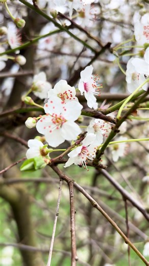 Our Cherry Plum tree…. Blossom bursting out into this chilly spring weather… fingers crossed the sun comes out soon!! 😀🌸🌞🤞 #valehousekitchen #plum #cherryplum #blossom #springtime