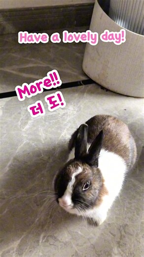 Rapid bunny 광속 낚아채기 神速吃货 #rabbit #cute #shorts