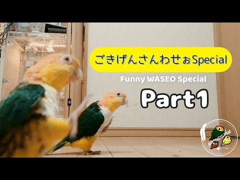 ごきげんさんわせぉSpecial！1【シロハラインコ/caique parrot】