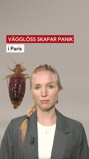 Blodsugande vägglöss skapar panik i Paris