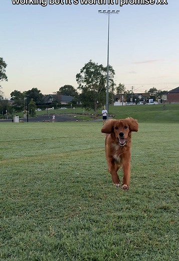 Training Henry is one of the most challenging things but also one of the most rewarding. We have off weeks and it feels like it’s all gone out the window but there is no better feeling of connection when itself starts to all go right! #dogtraining #puppytraining #dogwalking #fyp #dogfriendly #goldenretriever #goldencavalier #puppycontent