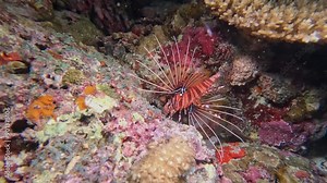 Spotfin Lionfish Pterois antennata on Colorful Coral Reef at Night