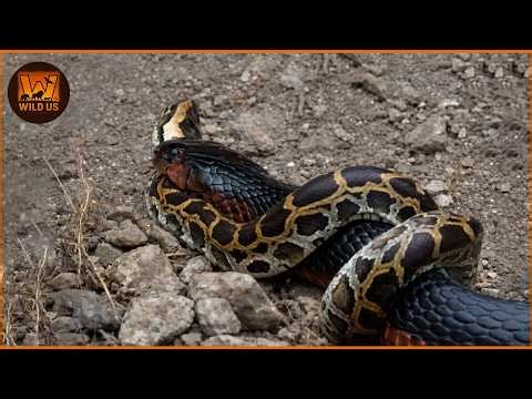 Deadliest Snake Attacks Caught on Camera | Wild Animals