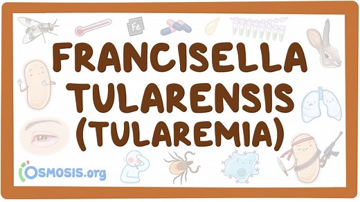 Francisella tularensis (Tularemia): Video, Causes, & Meaning | Osmosis