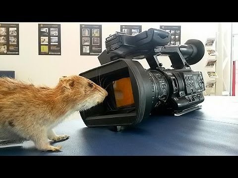 Rattenplage: Tod aus der Spraydose - futuris