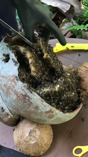 Bee Box Upgrade 🐝