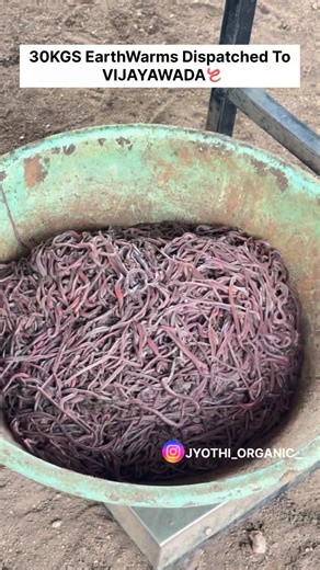 JYOTHI ORGANIC VERMICOMPOST on Instagram: "Best Quality Earthworms 🪱 Available At JYOTHI ORGANIC Dm For More Details . . #jyothiorganic #vermicompost #plants #organic #organicfarming #farmer #earthworms #agriculture #viral #trendingreels #views #trendinghastags #vijayawada"