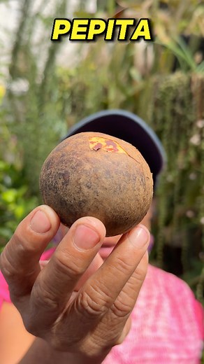 59K views · 1K reactions | Como usar las pepitas del aguacate como abono casero #abono #plantas #jardin #reels | Ofelia Perez | Facebook