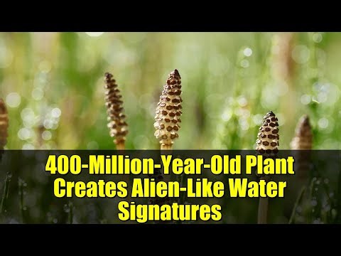400-Million-Year-Old Plant Creates Alien-Like Water Signatures | Unlock Earth's Climate Secrets