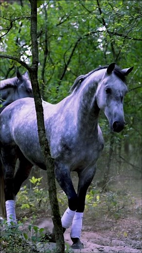 Steel & Enzo in the Forest 🌳🐴🐴🎥 @kirajulius#horse #horses #cheval #caballos #pferd #paard #cavallo #pferde #reels #instahorses #horselove #horsemanship #horseaddict #dressage #showjumping #equestrian #equestriansofinstagram #reels #horsesofinstagram #equine #equestrianlife #libertyhorse #horselife #horsestagram #horseriding #instahorse #horse #horses #pferd #cheval #caballos #paard #cavallo #horselove #instahorses #dressage #showjumping #equestrian #libertyhorse #horselife #horselover | Will