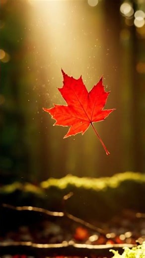 Golden Dawn Aesthetic: A Leaf’s Quiet Journey