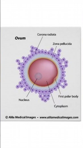 Human Egg cell diagram