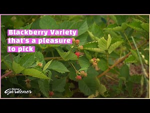 Thornless Blackberry Bushes | Volunteer Gardener