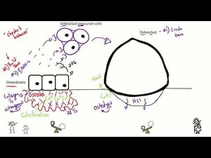 Osteoblast/Osteoclast Video
