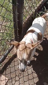 3.6K views · 122 reactions | "ELSIE"- ADOPTED! R251000050 *NO CATS...