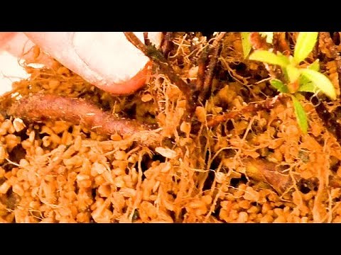 Satsuki raft construction (root propagation and shell blowing)