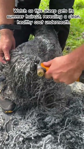 Transforming a Curly Sheep:Expert Shearing Techniques #shorts #relatable #sheepshearing #farminglife