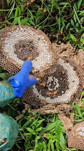 Close-up of Farmer's Giant Japanese Hornet Nest Exploitation