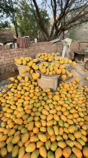 (Part1) magical mangoes 🥭🤣#tiktokgrowthchallenge #creatorgrowth #foryoupage